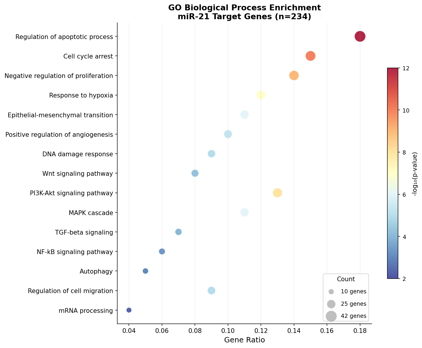 GO Biological Process Enrichment Dot Plot